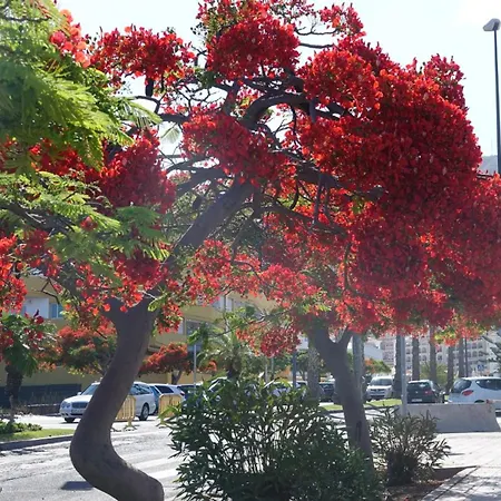Terraza Cristianos * Arona (Tenerife)