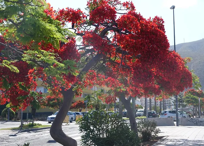 Terraza Cristianos * 阿罗纳